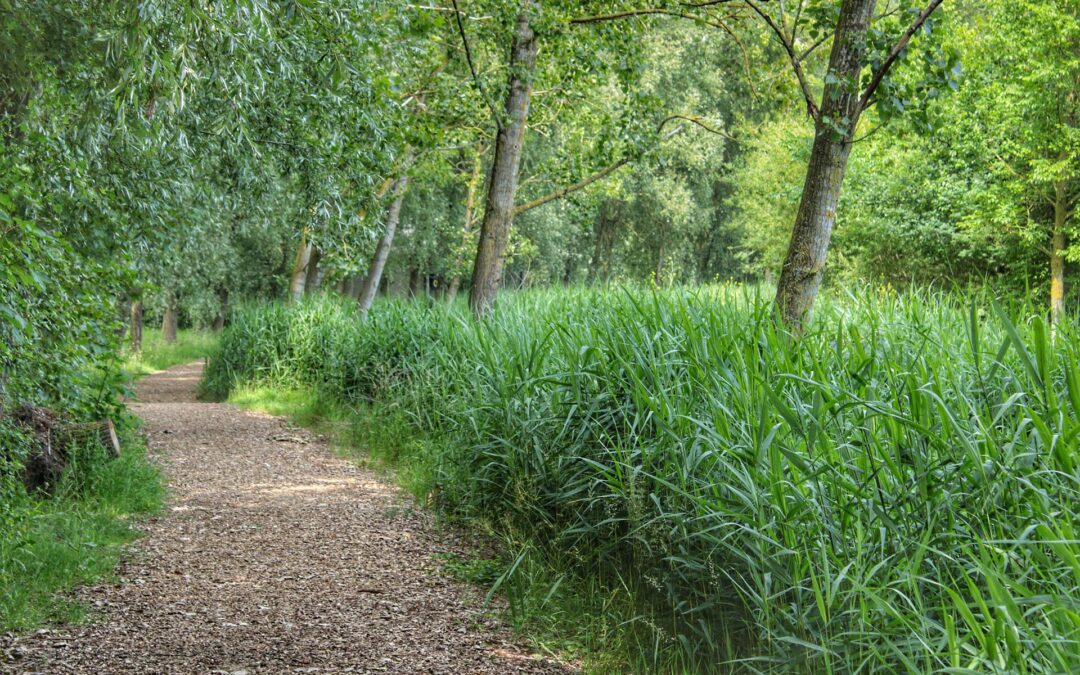 Leserbrief zum „Zukunftswald Sandhausen“