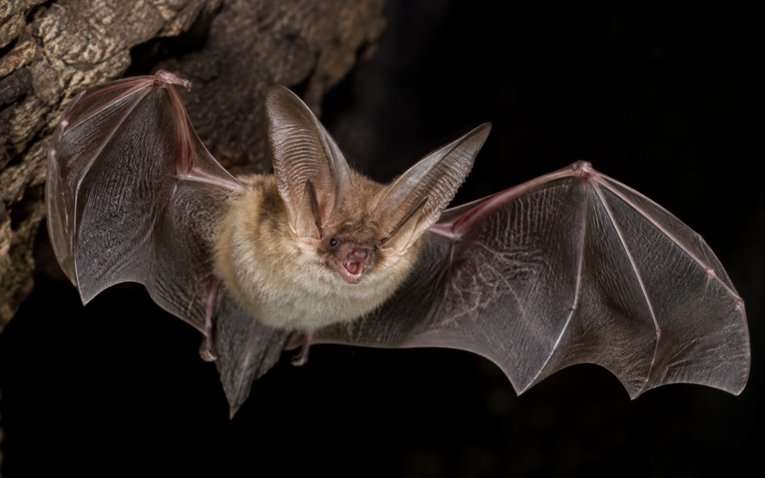 Wir leben im Sandhäuser Wald: Bechsteinfledermaus