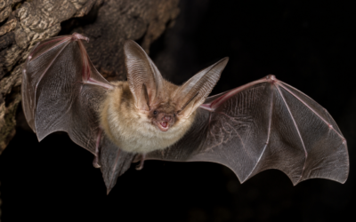 Wir leben im Sandhäuser Wald: Bechsteinfledermaus