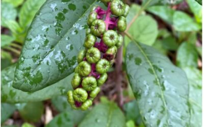 Was wächst in Ihrem Garten?