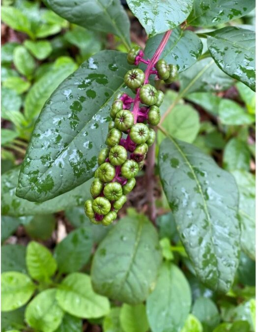 Was wächst in Ihrem Garten?